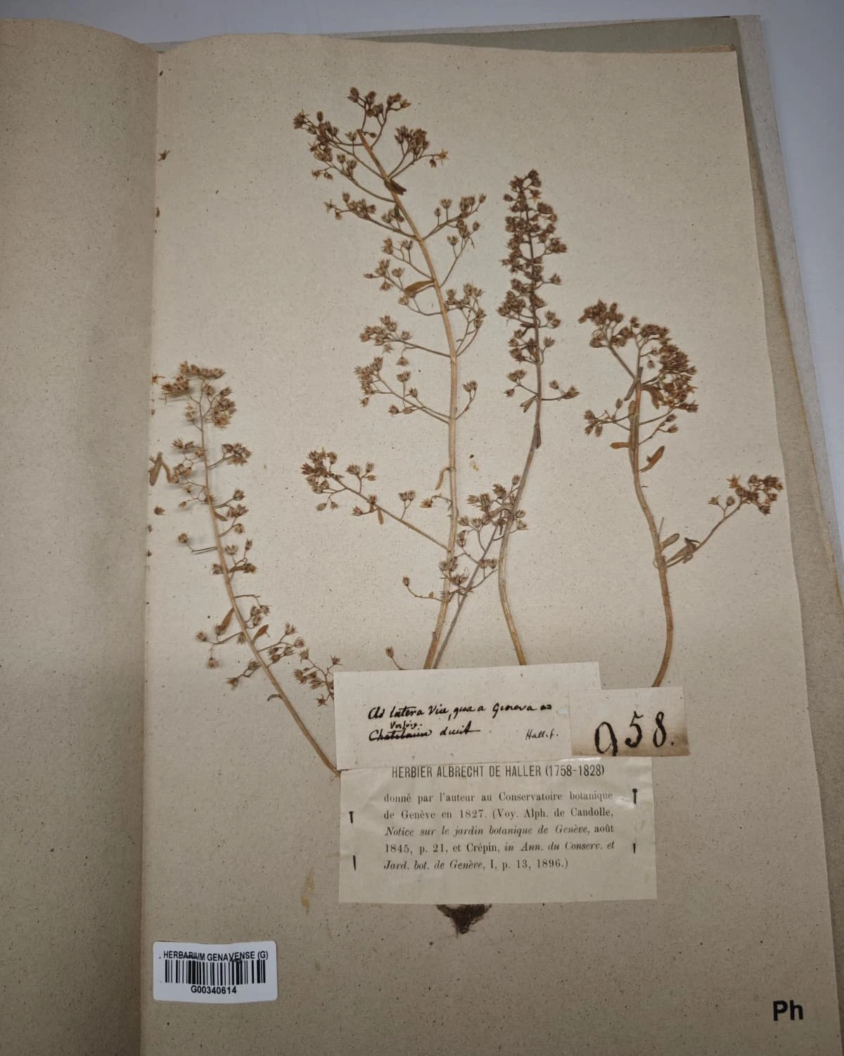 GE_Jardin-Botanique-Geneve_JBG_Herbier_Metiers-d-art_ASMA_Albrecht.jpg