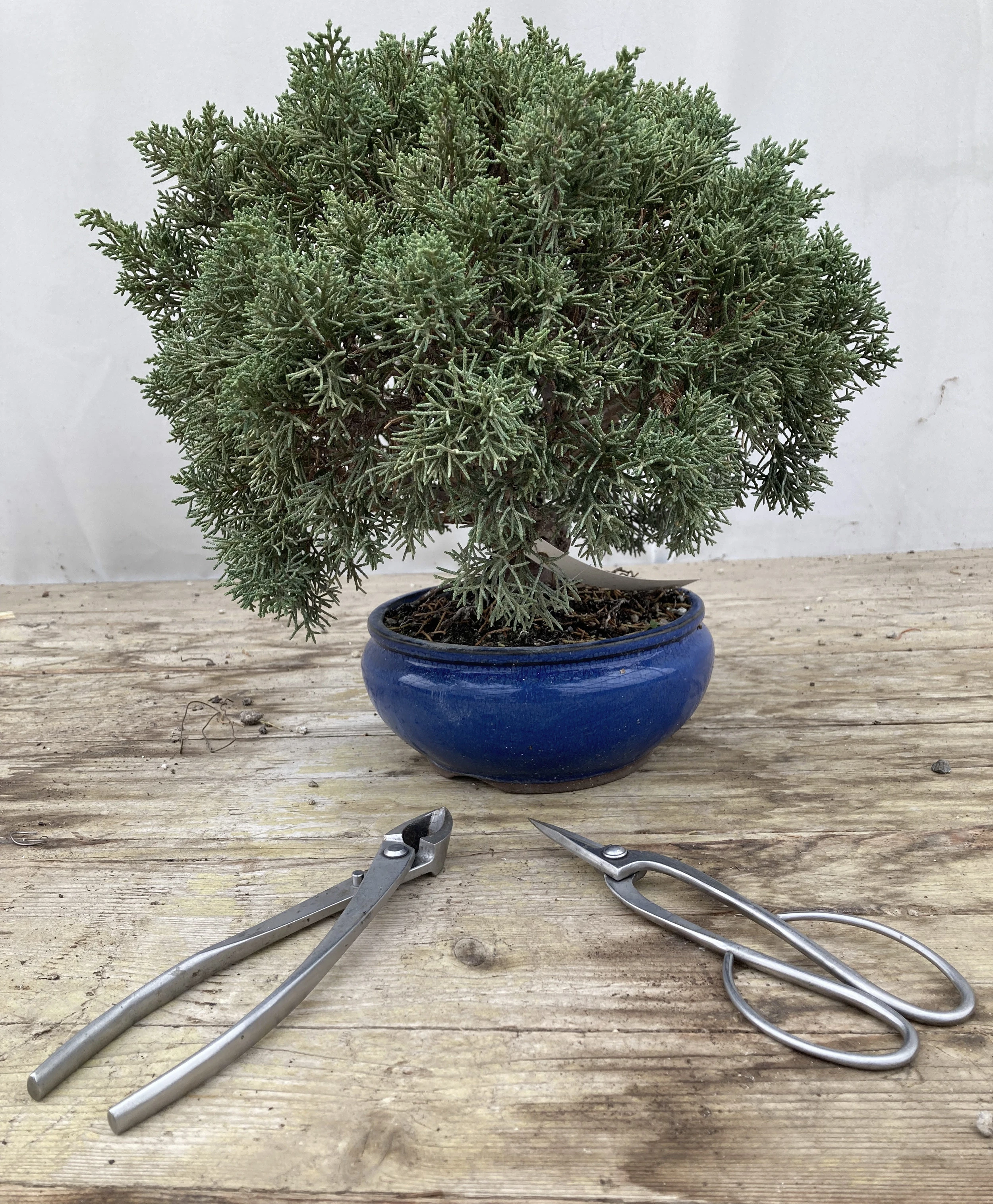 VD-nicolas-kissling-tailleur-bonsai-outils.jpg