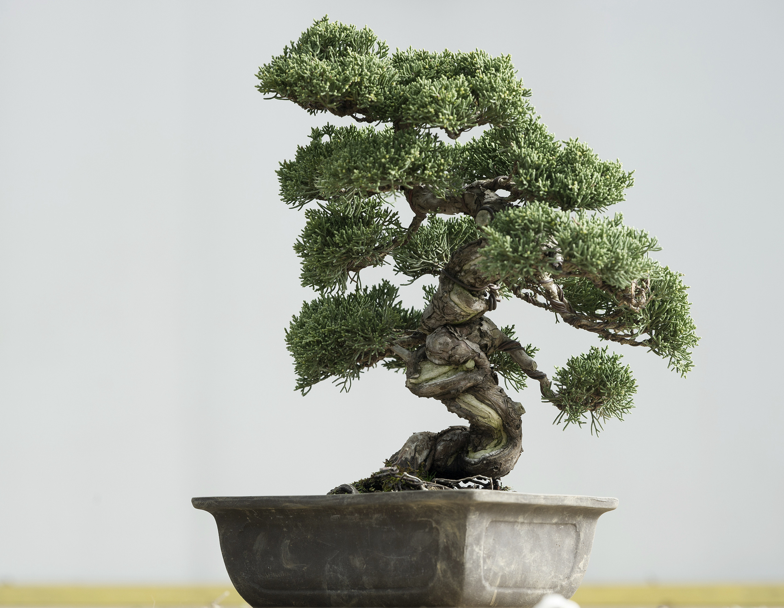 VD-nicolas-kissling-tailleur-bonsai.jpg