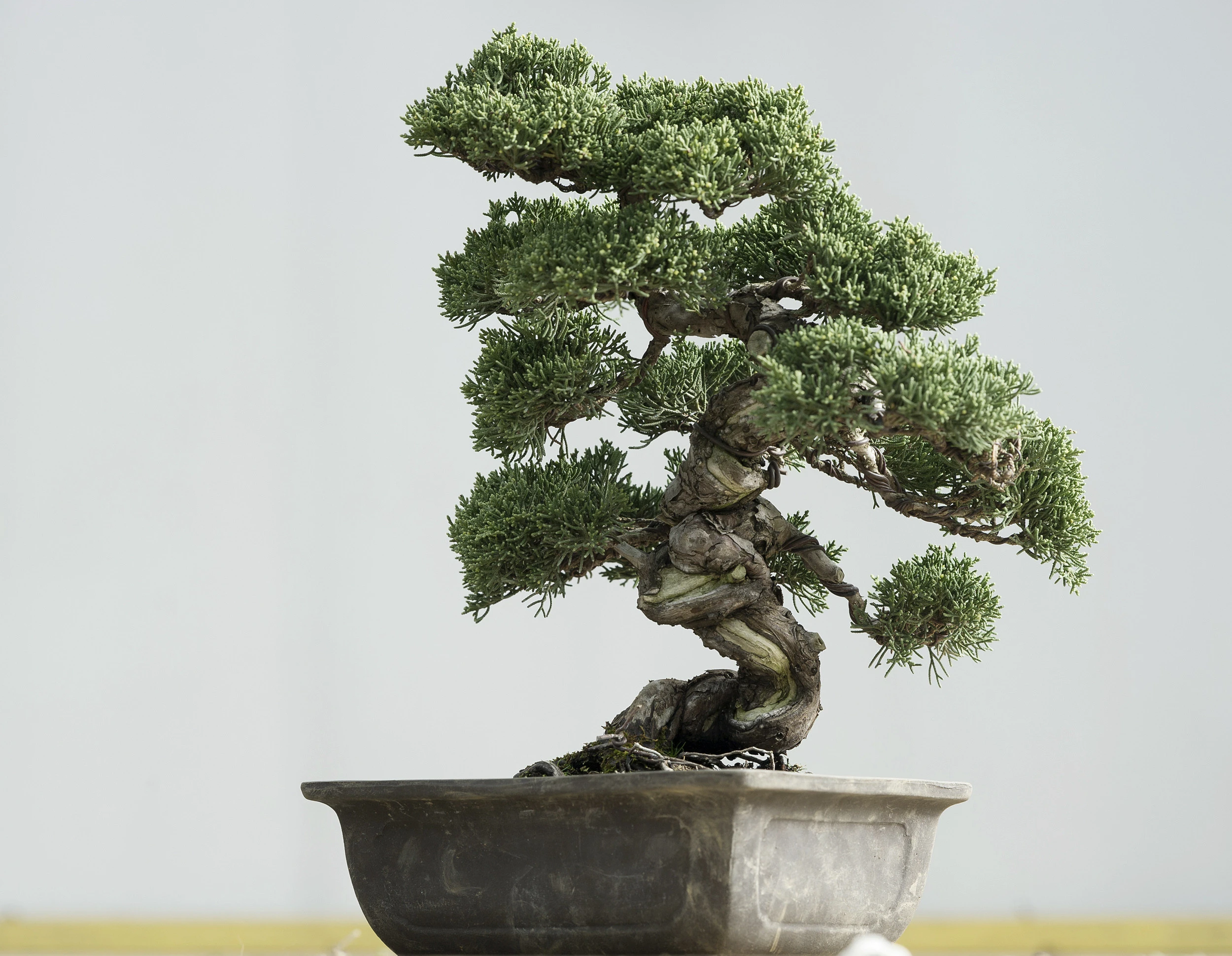 VD-nicolas-kissling-tailleur-bonsai.jpg