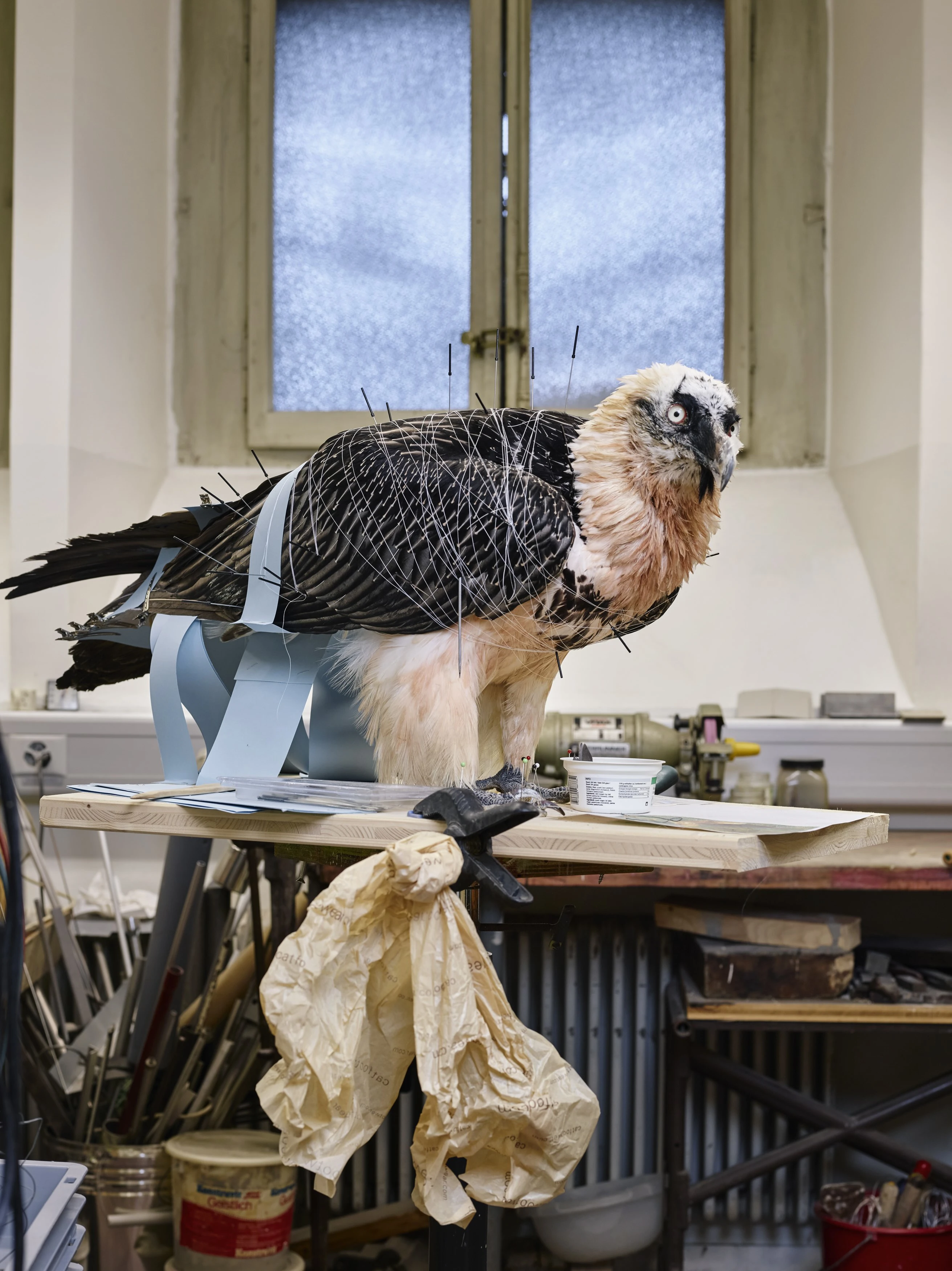 VD_Andre-Keiser_Taxidermiste_Metiers-d-Art_Photo-David-Gagne-Bindebons_Creation.jpeg