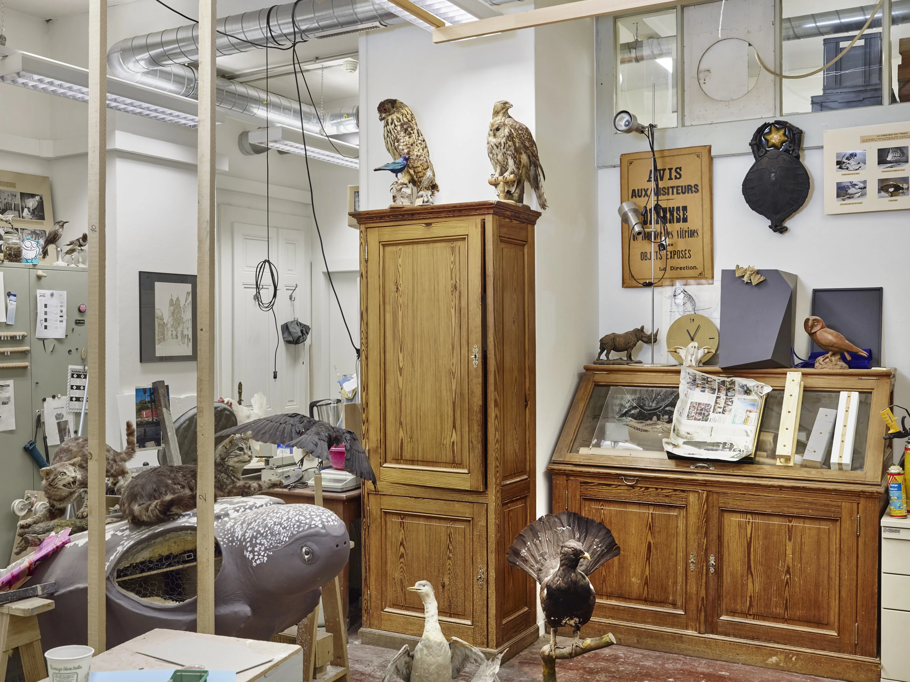 VD_Andre-Keiser_Taxidermiste_Metiers-d-Art_Photo-David-Gagne-Bindebons_Atelier.jpeg