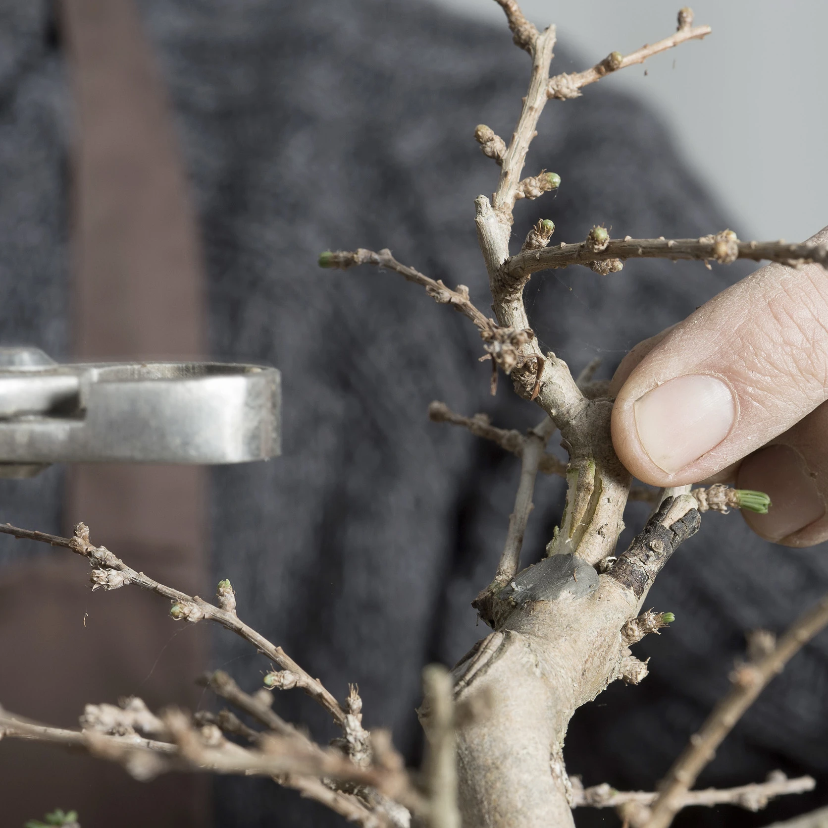 VD_nicolas-kissling-tailleur-bonsai-geste.png