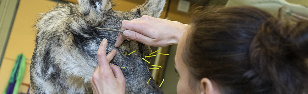 JEMA_2023_Taxidermie_loup_980.png